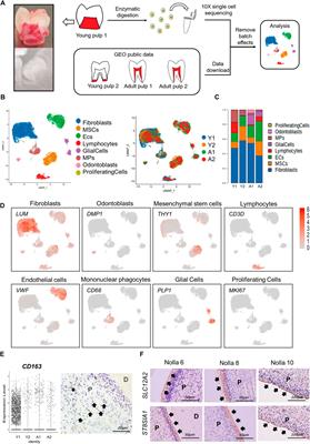 Atlas of human dental pulp cells at multiple spatial and temporal levels based on single-cell sequencing analysis